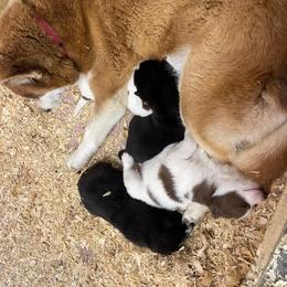 Siberian Husky puppies from Dacogetic