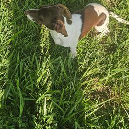 Taylor - Dachshund
