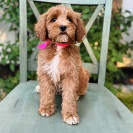 Rosette - Pink collar girl - Red  female Goldendoodle puppy in Ruthorfordton, North Carolina from Duncan Doodles Goldendoodles