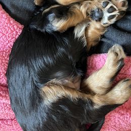 Cavalier King Charles Spaniel Puppies from Cuddly King Charles