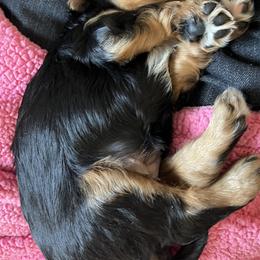 Cavalier King Charles Spaniel Puppies from Cuddly King Charles