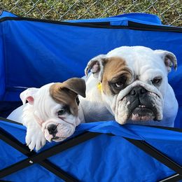Bulldog Puppies from Pitts Kennel