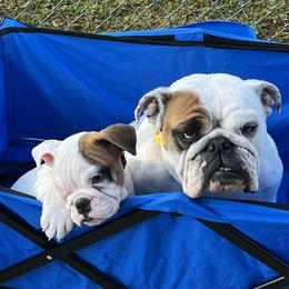 Bulldog Puppies from Pitts Kennel