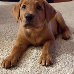Labrador Retriever Puppies from Dan's Labrador Retrievers