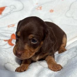 Choco and tan 2500 - Chocolate and tan female Dachshund puppy in De Soto County, Florida from Countridox Dachshunds