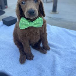 Dark green collar - Red  male Poodle puppy in Riverside, California from Riverside red poodles