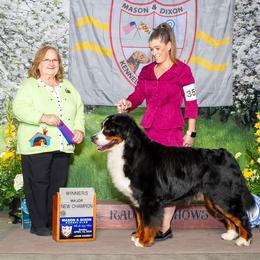 Bernese Mountain Dog All Grown Up from Emma-Mada's Old Thyme Berners