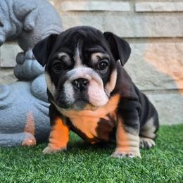 Miu Miu - Black tri-color female Bulldog puppy in Wisconsin from Shameless Bulldogs LLC