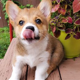 American Corgi and Pembroke Welsh Corgi Puppies from Corgi Daze