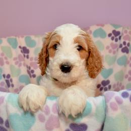 Bernedoodle and Goldendoodle Puppies from Above and Beyond Standards