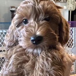 Assorted Doodle Crosses puppies from Frosty Acres Cockapoos and Doodles