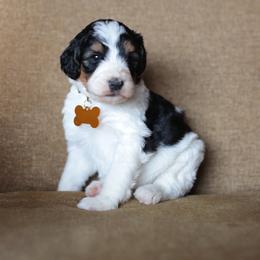 Yellow collar female - Black and white female Bernedoodle puppy in Scottsboro, Alabama from Dixie Land Doodles
