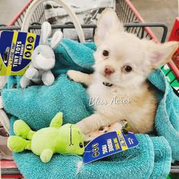 Lenox - Cream and white male Chihuahua puppy in Ponca City, Oklahoma from Bliss Acres Farm