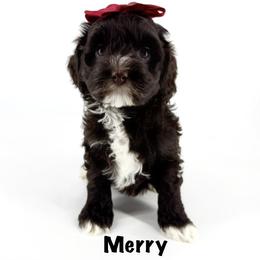 Merry - Chocolate female Australian Labradoodle puppy in Mason, Michigan from Monarch Labradoodles