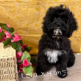 Leia blk girl yellow - Black female Cockapoo puppy in Haines City, Florida from Camic Cockapoos