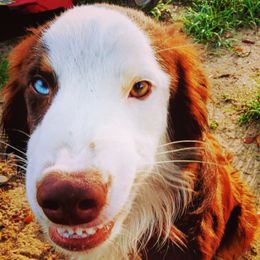 Koda - Australian Shepherd