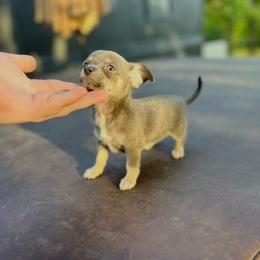 Tiny teacup Princess - Blue and tan female Chihuahua puppy in Alvord, Texas from Gift of Gods Favor