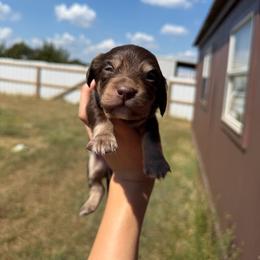Hershey - Chocolate and cream male Dachshund puppy in Nashville, Arkansas from Cuddles n Curls