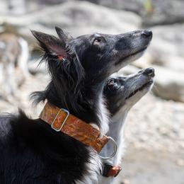 Silken Windhound puppies from Beloved Silken Windhounds
