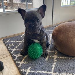 French Bulldog Puppies from Smalltown Frenchies