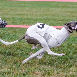 Whippet All Grown Up from Jamminwhippets