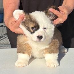 Ruby - Red Collar Male - Sable male Pembroke Welsh Corgi puppy in Victoria, Texas from Clear Creek Corgis