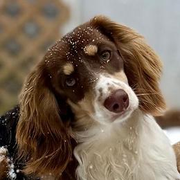 Theo - Dachshund