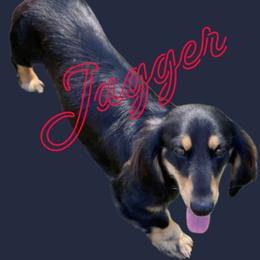Jaggar - Dachshund