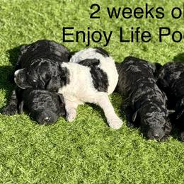 Baby Yoda - Parti male Poodle puppy in Tampa, Florida from Enjoy Life Poodles