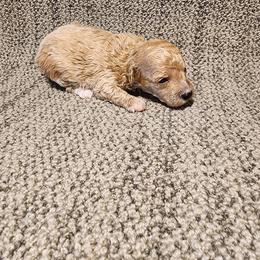 Leo - Apricot male Poodle puppy in Plano, Texas from Dogs lovers