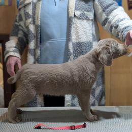 Vixen - female Long Haired Weimaraner puppy in Evart, Michigan from Drehbar Weimaraners