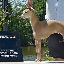 Rey - Italian Greyhound