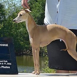 Rey - Italian Greyhound