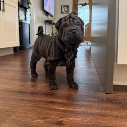 Chinese Shar-Pei, French Bulldog, and Xoloitzcuintli Puppies from Ranch Royale