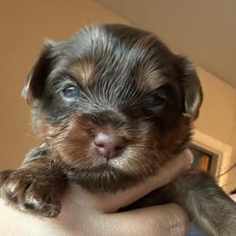 Choc 1 - Chocolate and tan male Yorkshire Terrier puppy in Sterling, Colorado from Yorkies