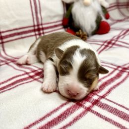 Australian Shepherd Puppies from Aussome Okie Aussies