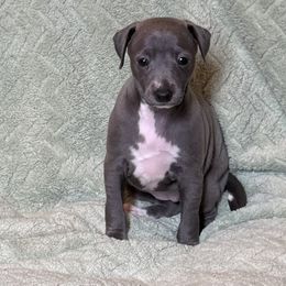 Gia - Blue female Italian Greyhound puppy in Plains, Georgia from Amayz Italian Greyhounds