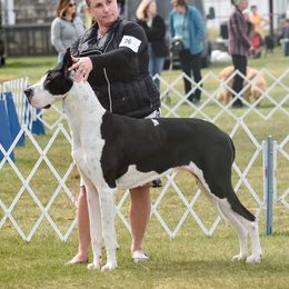 Great Dane All Grown Up from GEM Danes