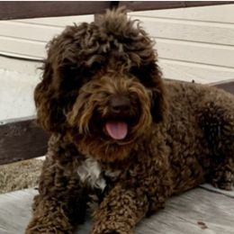 Harley - Labradoodle