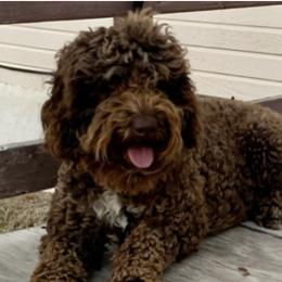 Harley - Labradoodle