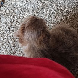 Shih Tzu Puppies from A fuzzy piece of heaven
