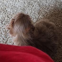 Shih Tzu Puppies from A fuzzy piece of heaven