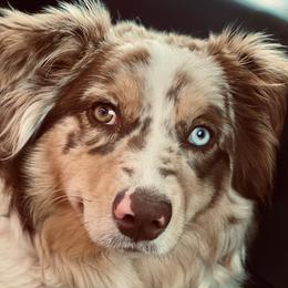 Penny - Miniature Australian Shepherd