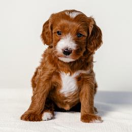 Kimmy - Red  female Goldendoodle puppy in Slc, Utah from Timp Doodles