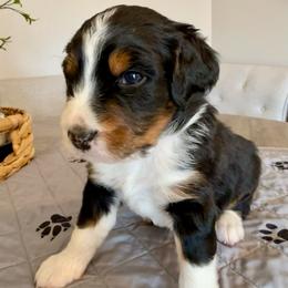 Merle Haggard - Tri-color male Bernedoodle puppy in Draper, Utah from Salt City Farm