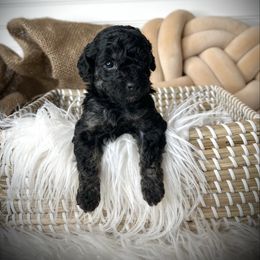 Theodore - Black and tan male Havapoo puppy in from Pink Poodles and Doodles