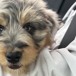 Aussiedoodles from Royal Conron Doodles