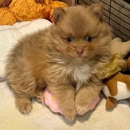 Elio - Chocolate sable male Pomeranian puppy in Bentonville, Arkansas from Hummingbird & Fox