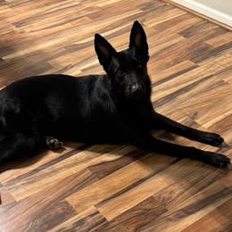 Jade - German Shepherd