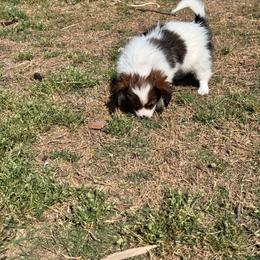 Girl 3 - Red white and sable female Papillon puppy in Lexington, South Carolina from Heather's Papillons